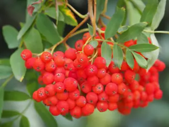 Rowan or mountain-ash (Sorbus aucuparia)